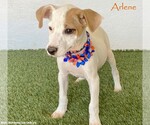 Arlene - Female Jack Russell Terrier-Unknown Mix Dog for Adoption - Small photo