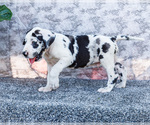 Small #16 Great Dane