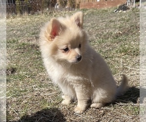 Pomeranian Puppy for Sale in COLUMBIA, Missouri USA