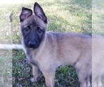 Small Photo #9 Belgian Malinois Puppy For Sale in CORNING, CA, USA