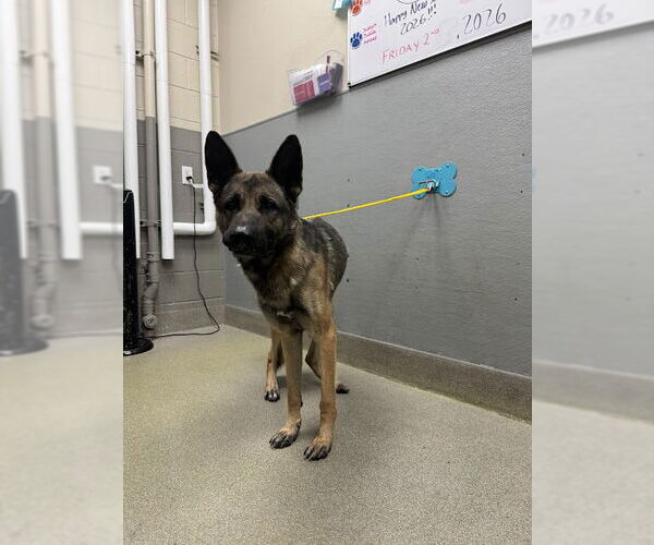 Medium Photo #1 German Shepherd Dog-Unknown Mix Puppy For Sale in Las Vegas, NV, USA