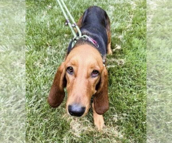 Medium Photo #4 Basset Hound Puppy For Sale in Mt. Laurel, NJ, USA