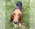 Small #3 Basset Hound