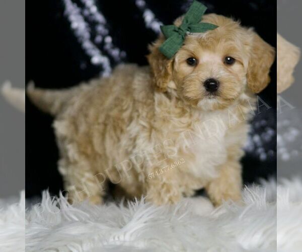 Medium Photo #3 Maltipoo (Miniature) Puppy For Sale in WARSAW, IN, USA