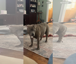 Small #3 Mastiff Mix