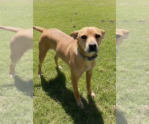 Mutt Dogs for adoption in Elmsford, NY, USA