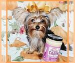Small Photo #4 Yorkshire Terrier Puppy For Sale in TAYLOR, TX, USA