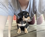 Small #8 Doxie-Pin