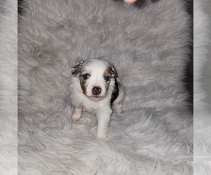 Miniature Australian Shepherd Puppy for sale in COLUMBUS, GA, USA