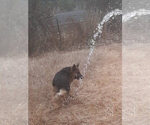 Medium Photo #3 German Shepherd Dog Puppy For Sale in Albany, OR, USA