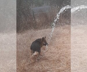 Pauline - Female German Shepherd Dog Dog for Adoption - Photo #3