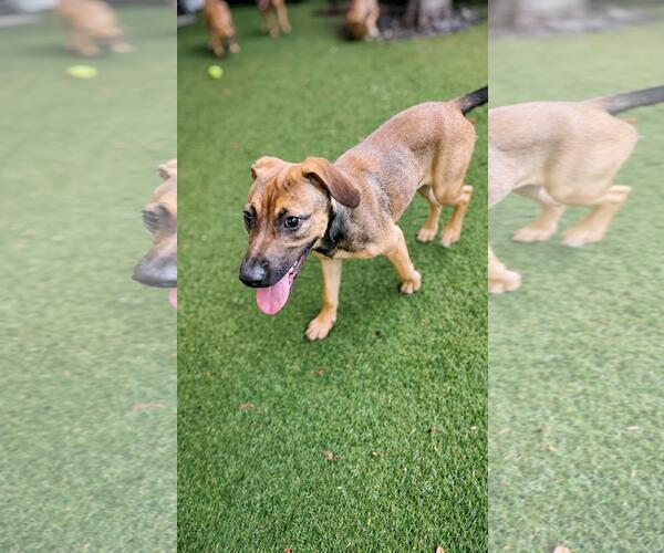 Medium Photo #3 Dachsador Puppy For Sale in Pompano Beach , FL, USA