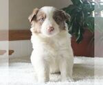 Small Photo #1 Border Collie Puppy For Sale in MANHEIM, PA, USA