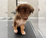 Small Photo #4 Australian Shepherd Puppy For Sale in FRESNO, CA, USA