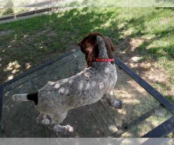 Medium Photo #3 German Shorthaired Pointer Puppy For Sale in STRATHMORE, CA, USA