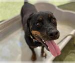 Small Rottweiler Mix