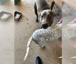 Small #3 Weimaraner