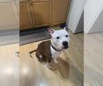 Small #9 American Pit Bull Terrier