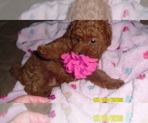 Poodle (Toy) Puppy for sale in DULUTH, GA, USA