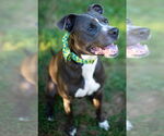Small #3 American Staffordshire Terrier-Golden Retriever Mix