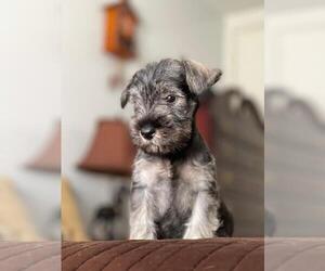 Schnauzer (Miniature) Puppy for sale in SAN DIEGO, CA, USA