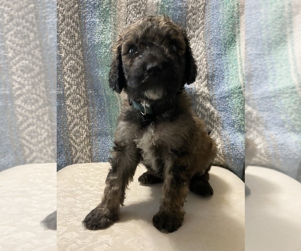 Medium Photo #9 Goldendoodle Puppy For Sale in DENVER, NC, USA