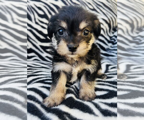 Medium Photo #1 Poodle (Miniature)-Unknown Mix Puppy For Sale in Marina Del Rey, CA, USA