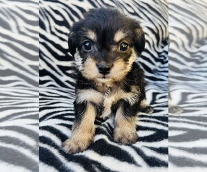 Poodle (Miniature)-Unknown Mix Dogs for adoption in Marina Del Rey, CA, USA