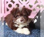 Image preview for Ad Listing. Nickname: Phoenix