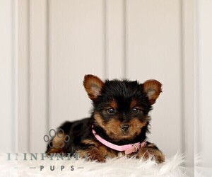 Yorkshire Terrier Puppy for sale in BIRD IN HAND, PA, USA