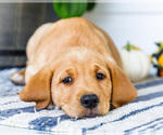 Small #1 Golden Retriever-Jack Russell Terrier Mix