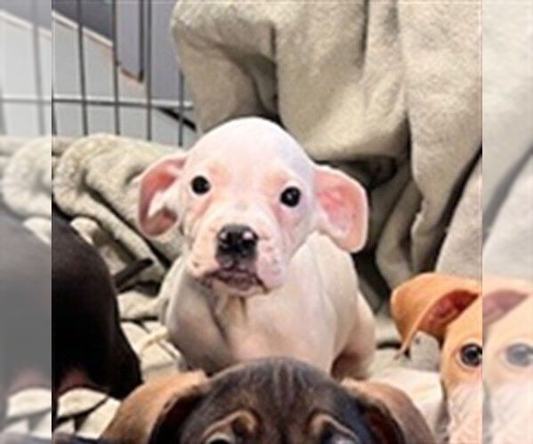 Medium Photo #1 American Pit Bull Terrier-Unknown Mix Puppy For Sale in Tallahassee, FL, USA