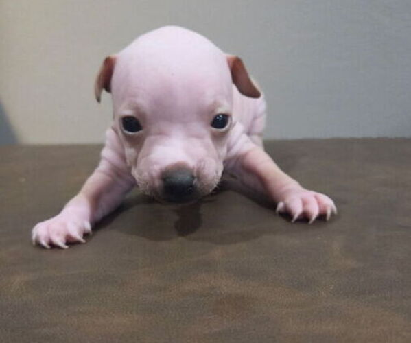 Medium Photo #3 Miniature American Hairless Terrier Puppy For Sale in MEDFORD, MA, USA