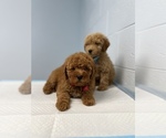 Puppy 5 Goldendoodle (Miniature)