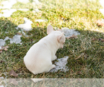 Small #4 French Bulldog