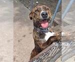 Small American Staffordshire Terrier Mix