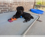 Small Photo #53 Poodle (Standard) Puppy For Sale in SAND SPRINGS, OK, USA