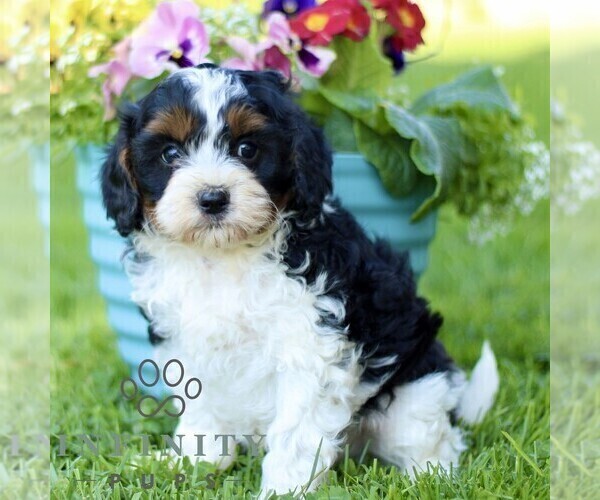 Medium Photo #4 Cavapoo (Miniature) Puppy For Sale in QUARRYVILLE, PA, USA