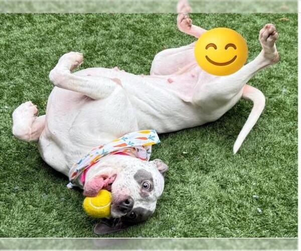 Medium Photo #2 American Pit Bull Terrier-Unknown Mix Puppy For Sale in Moreno Valley, CA, USA
