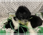Small Photo #5 Newfoundland Puppy For Sale in TREMONTON, UT, USA