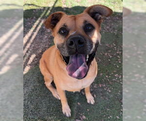 Amber - Female Boxer-Unknown Mix Dog for Adoption - Photo #4