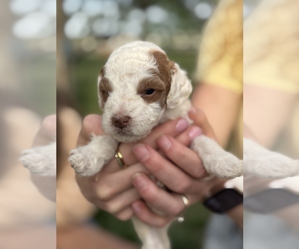 Medium Photo #25 Goldendoodle (Miniature) Puppy For Sale in FREDERICA, DE, USA