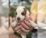 Small Photo #25 Goldendoodle (Miniature) Puppy For Sale in FREDERICA, DE, USA
