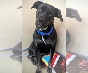 Black and Tan Coonhound-Rottweiler Mix Dogs for adoption in Fort Lauderdale, FL, USA