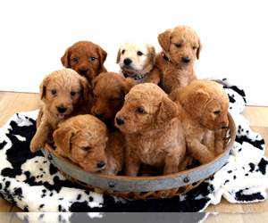 Goldendoodle Litter for sale in SHOW LOW, AZ, USA