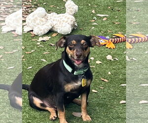 Rat-Cha Dogs for adoption in Princeton, MN, USA