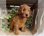 Puppy 4 Doodle-Poodle (Toy) Mix