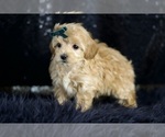 Small #4 Maltipoo