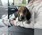 Small #4 Beagle