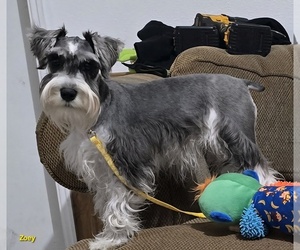 Mother of the Schnauzer (Miniature) puppies born on 06/25/2025